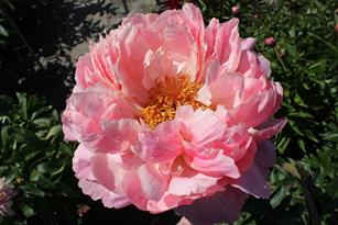 Paeonia Coral Charm